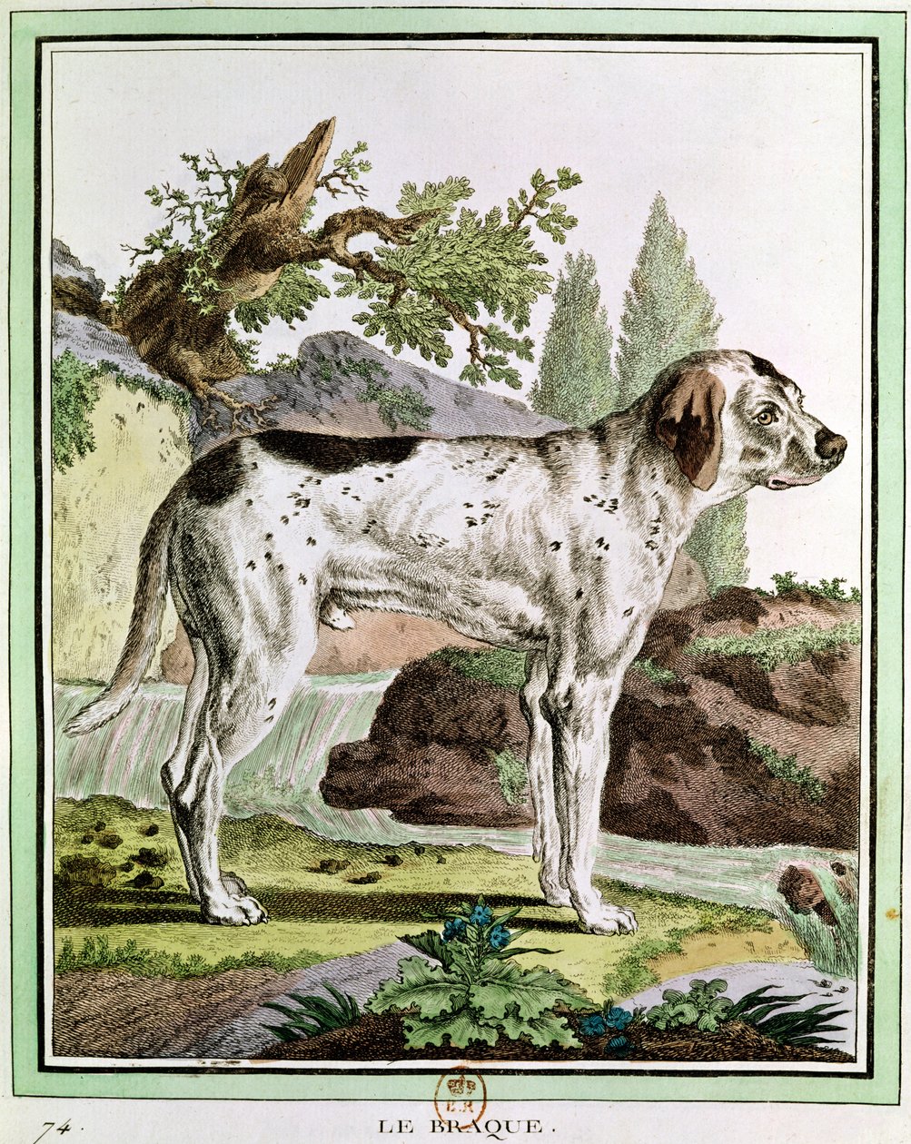 指针，自然历史的插图作者：Georges Louis Leclerc（1707-88）布冯伯爵，1749-1804 作者 法语学校
