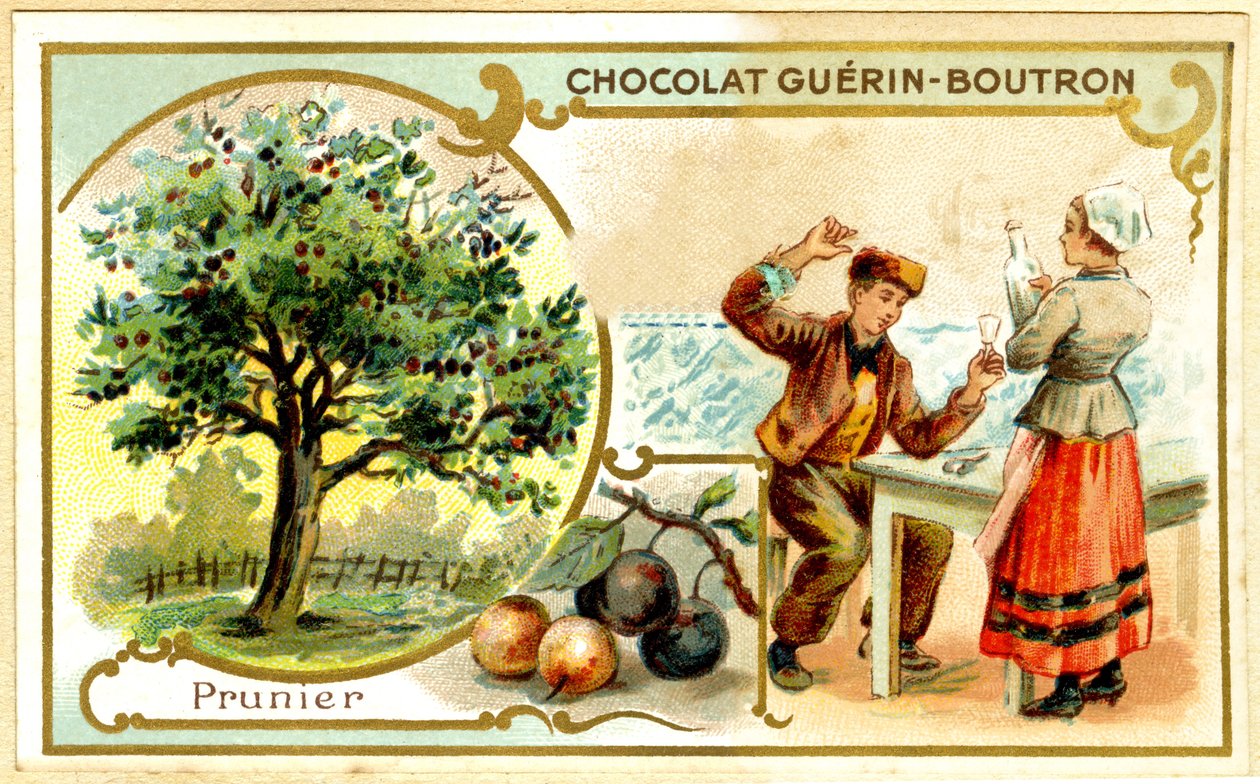 GuérinBoutron巧克力的广告色谱（色谱） 作者 法语学校