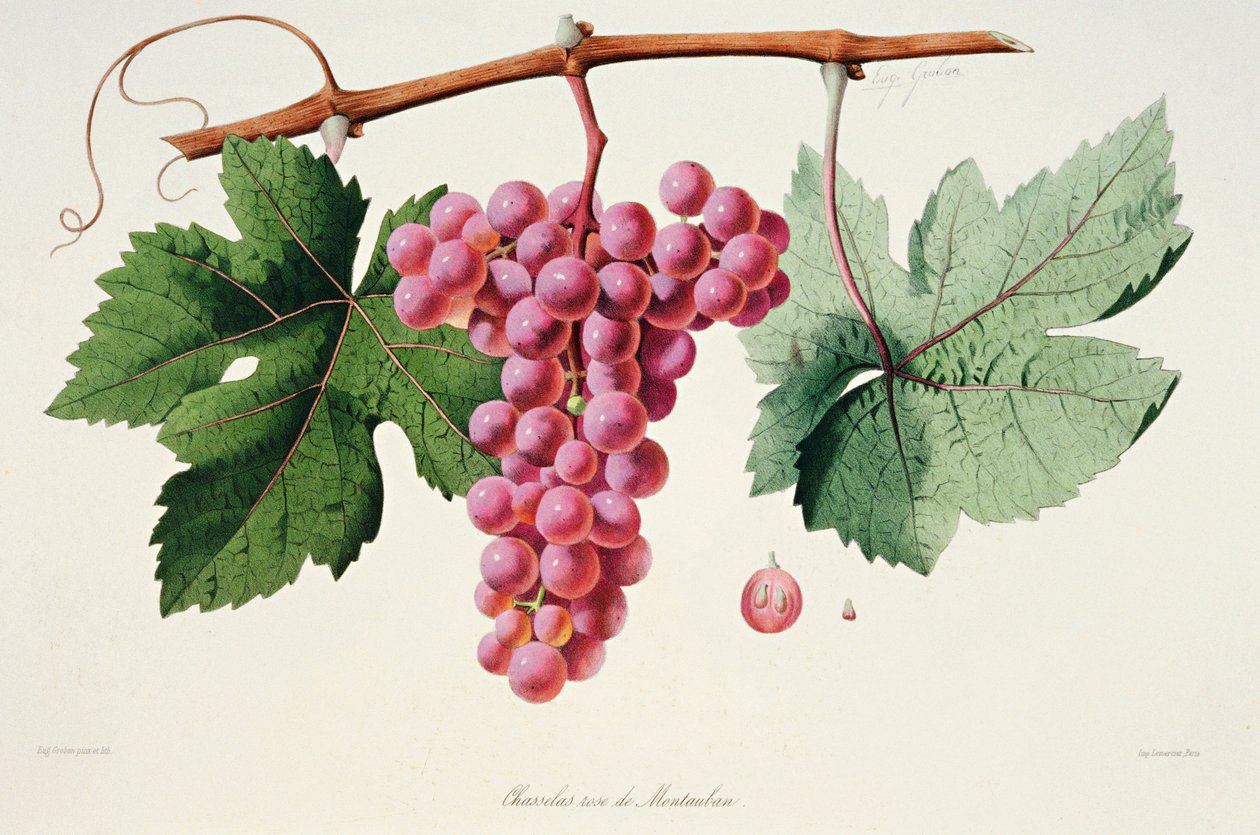 Ampelography, 葡萄 Chasselas Rose de Montauban Auvergne 作者 法语学校