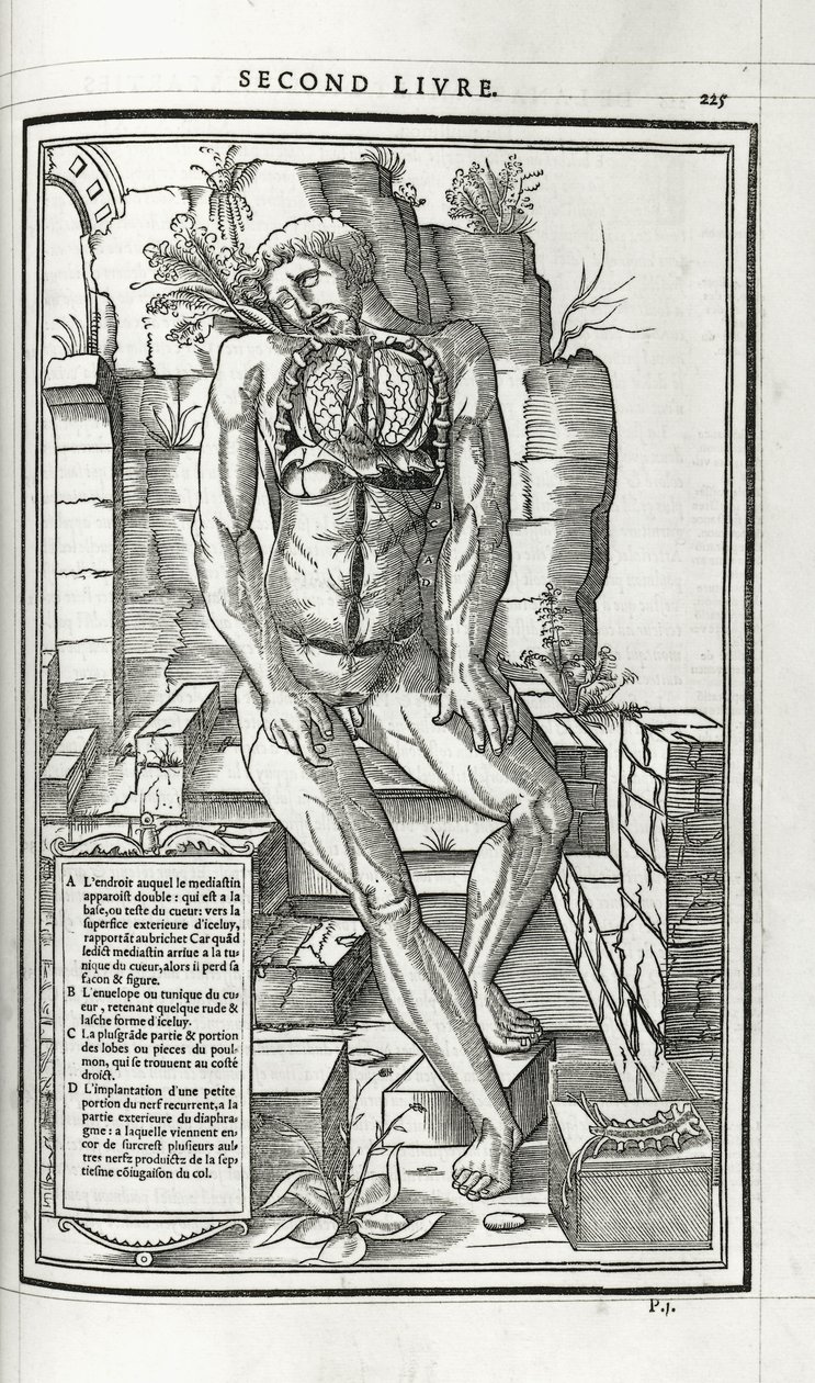 解剖图，1546年 作者 法语学校