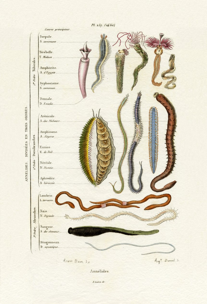 Annelids，1833-39 作者 法语学校