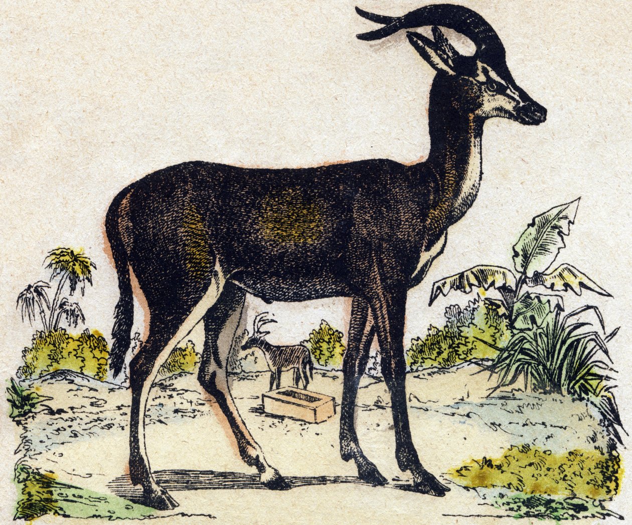 羚羊。 雕刻在“”Alphabet des animaux sauvages””。 第 9 个系列。 埃皮纳勒 (Epinal)、佩勒林 (Pellerin) 的图像，大约 1870 年。木版画，钢印。 16 页。 昏暗：20 x 15 厘米。 私人收藏 作者 法语学校