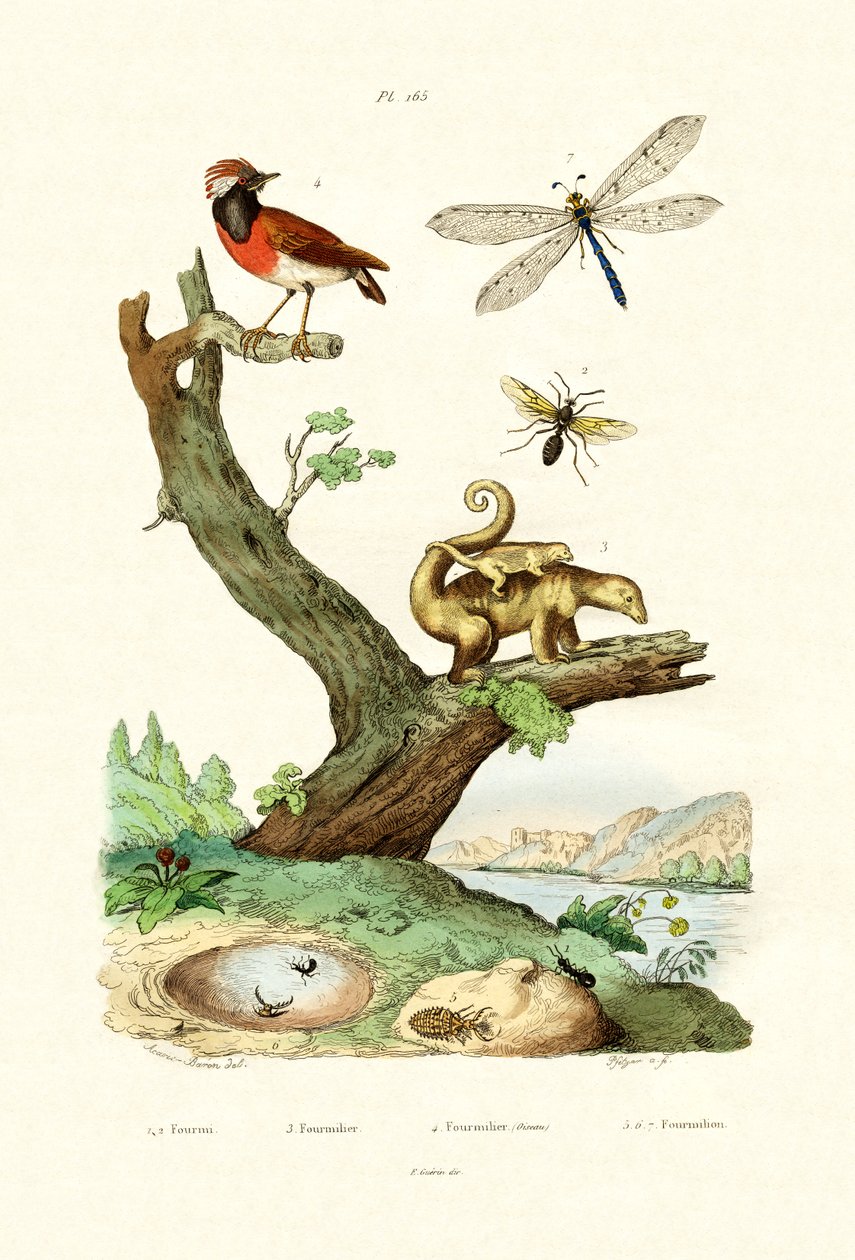 蚂蚁，1833-39 作者 法语学校