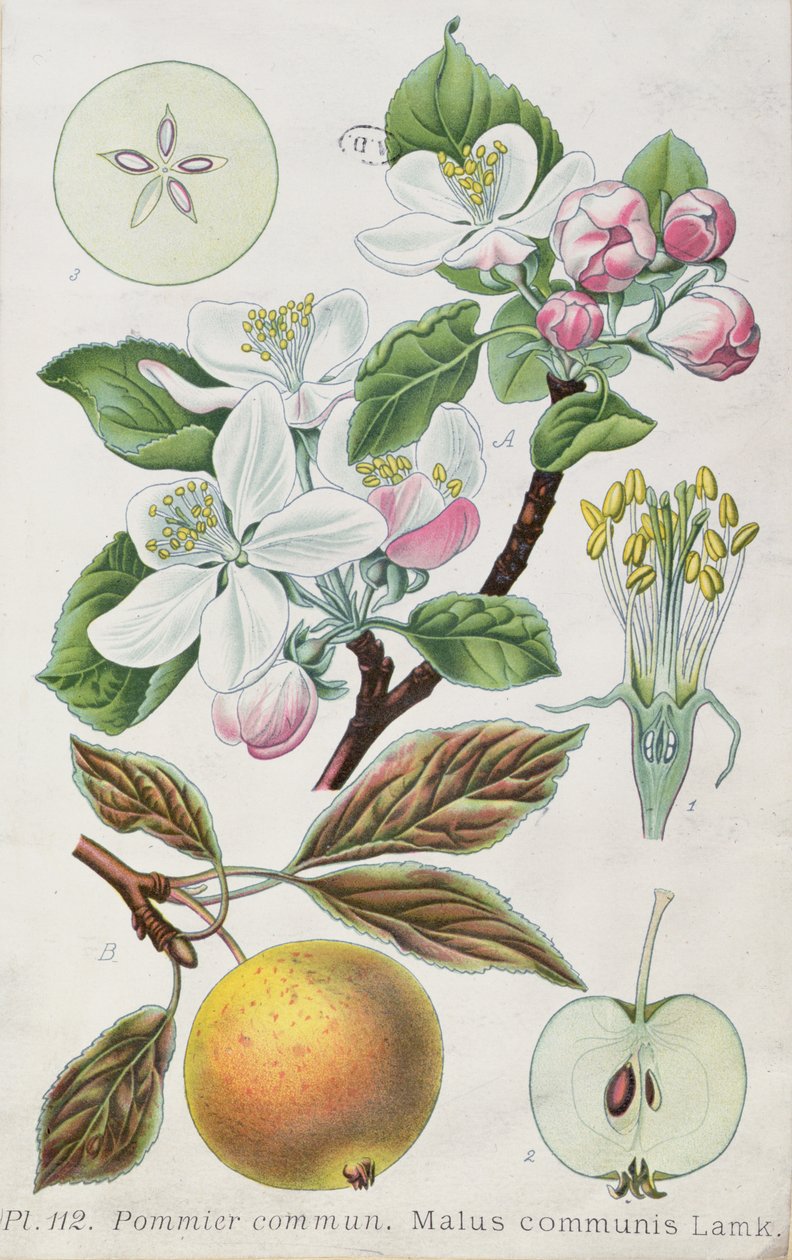 苹果树（Malus Communis）（彩色雕刻） 作者 法语学校