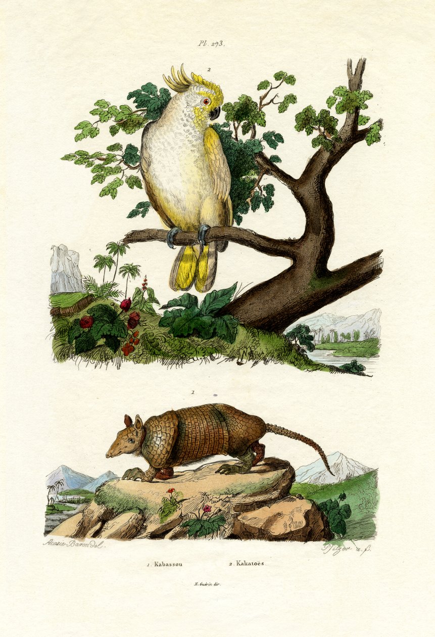 犰狳，1833年至1939年 作者 法语学校