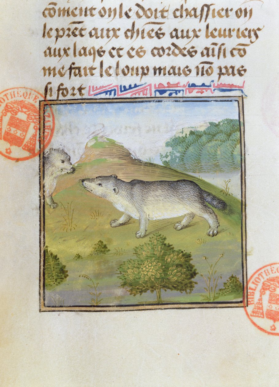 獾的遗嘱，来自Gaston Phebus de Foix的狩猎书（1331-91） 作者 法语学校