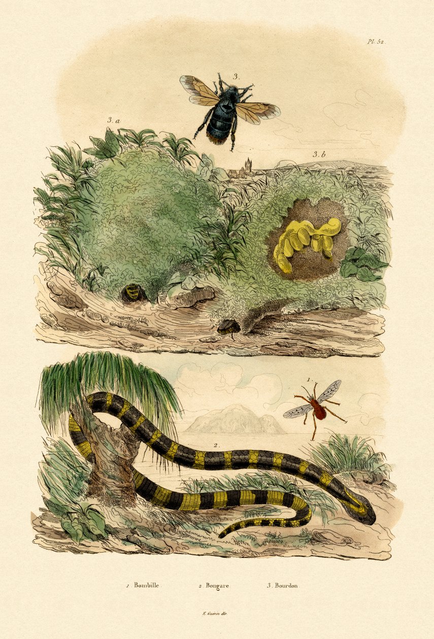 Banded Krait，1833-39 作者 法语学校