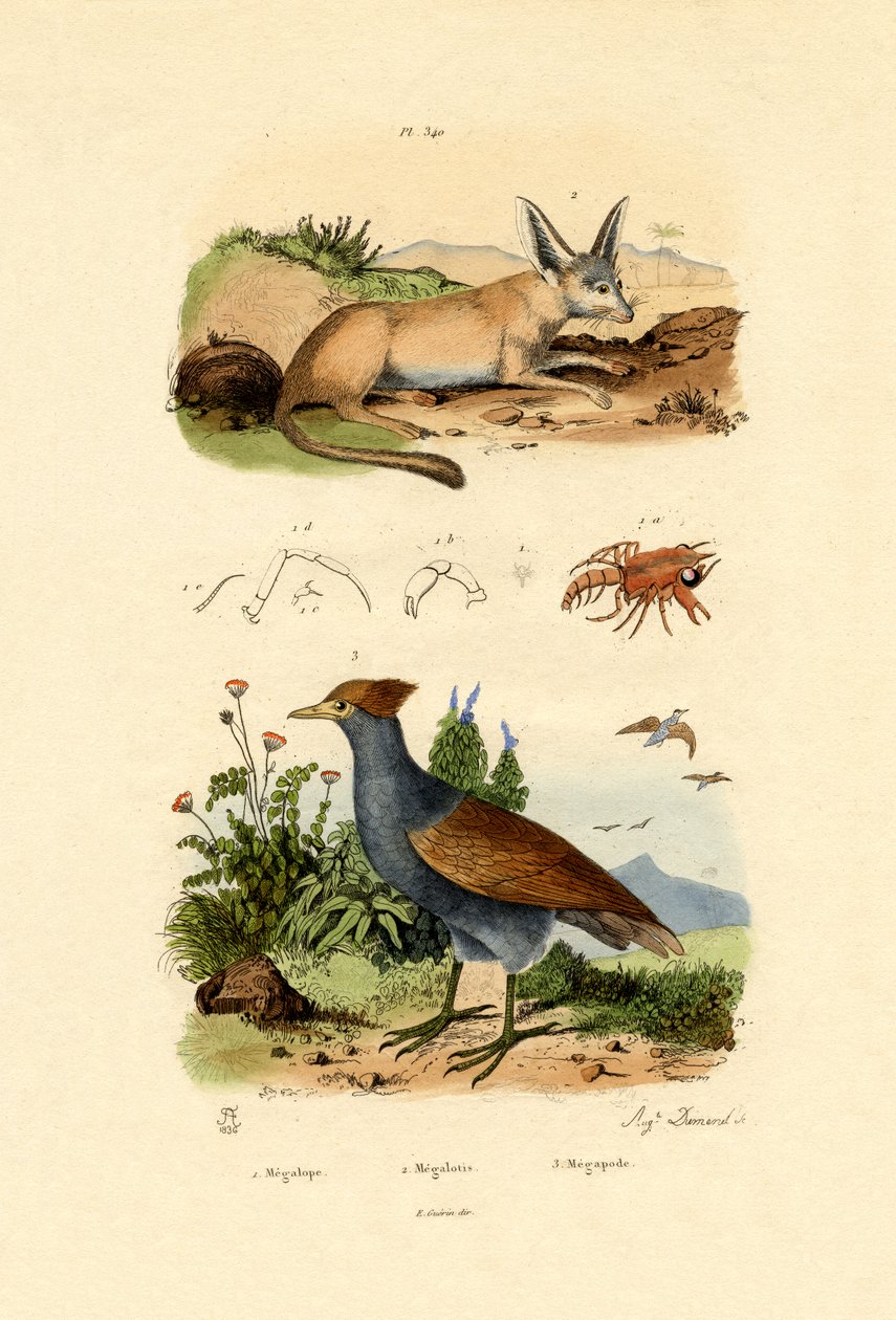 蝙蝠耳狐，1833-39 作者 法语学校