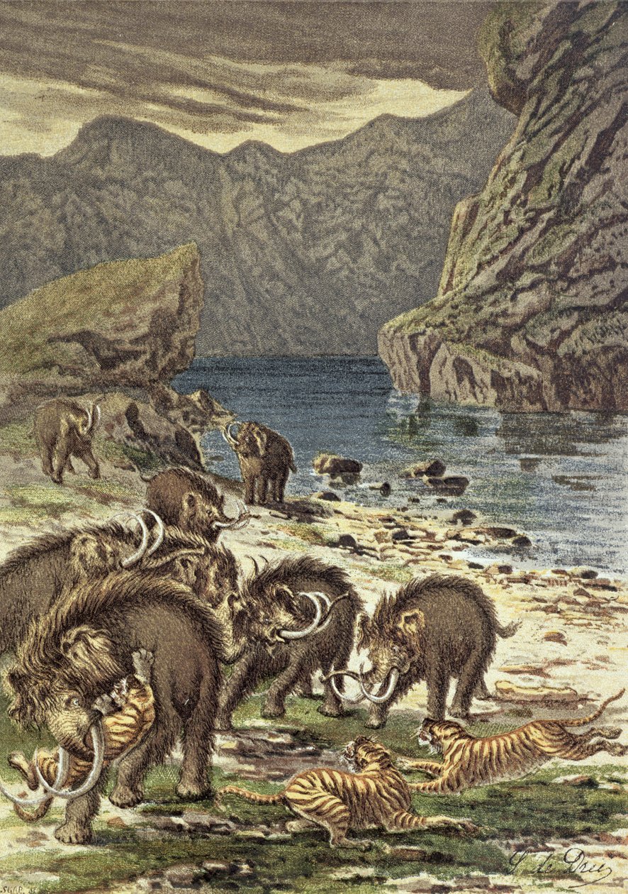 猛犸象和剑齿虎之间的战斗，来自Le Monde Avant la Creation dHomme by Camille Flammarion，1886 作者 法语学校
