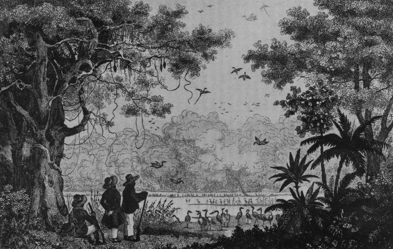 Bird Hunting，来自Ferredand Denis和Cesar Famin的&39;Bresil，Columbie et Guyanes&39; 作者 法语学校