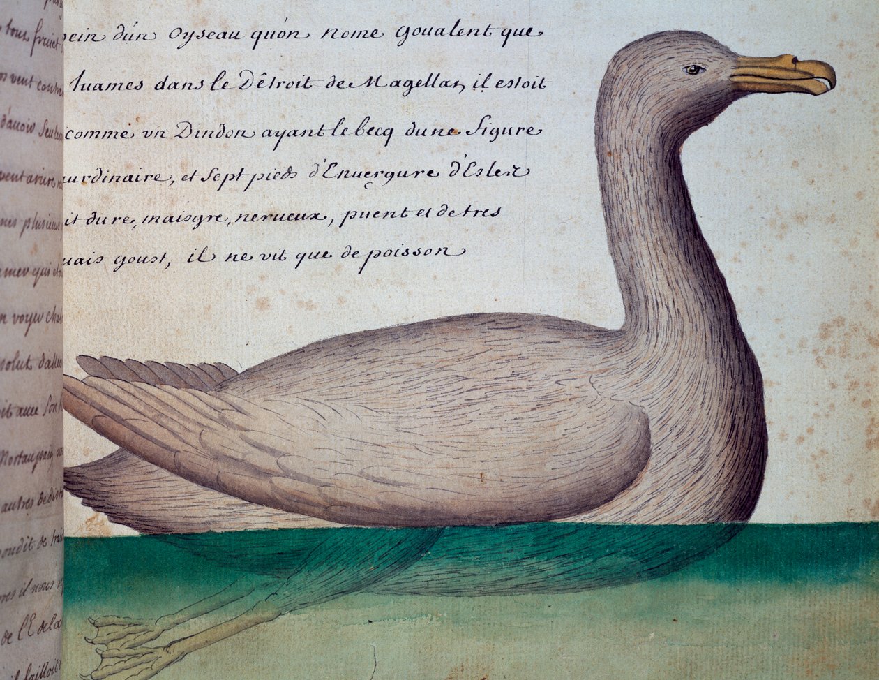 叫做Goualent的鸟，麦哲伦海峡，Jacques Gouin de Beauchesne（1652-1730）日志中的水彩画，1698年至1701年，法国皇家南方海洋公司的船长。 作者 法语学校