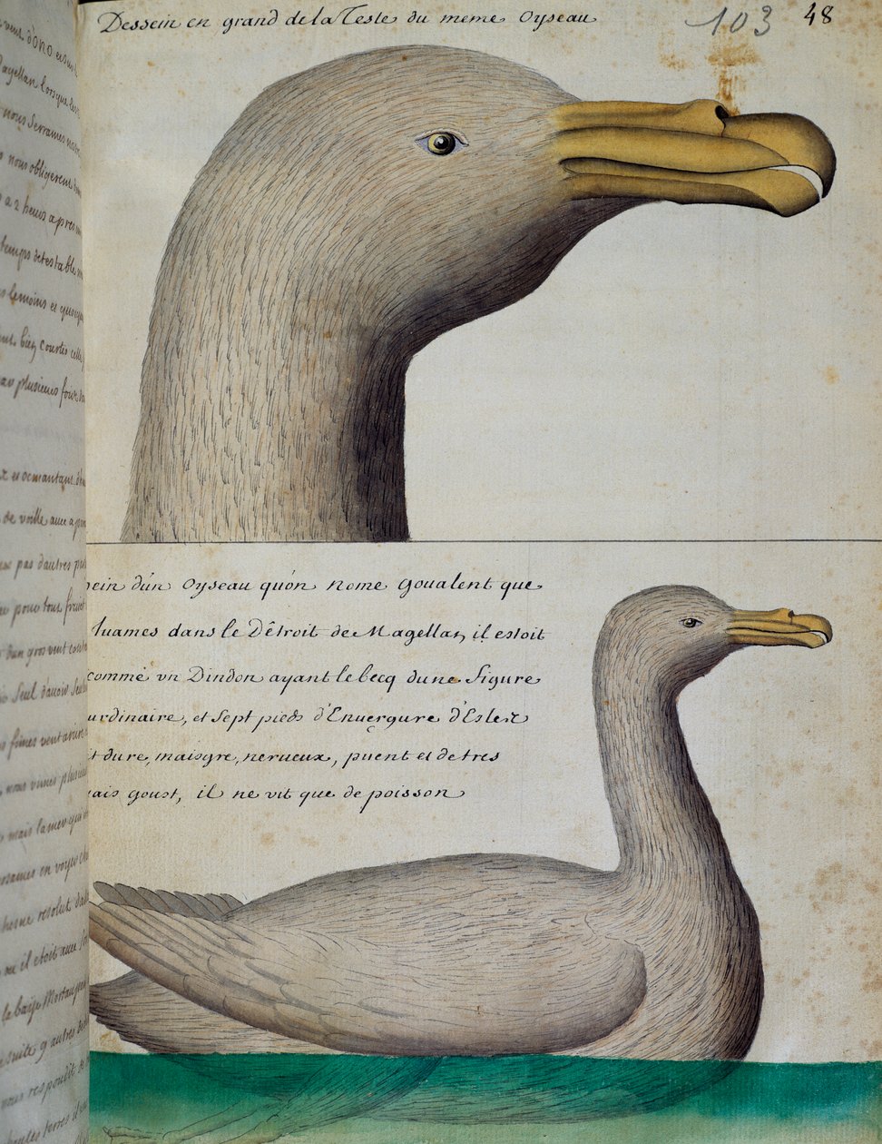 麦哲伦海峡的鸟，水彩画，来自法国1698年至1701年皇家南方海洋公司船长雅克-古安-德-博切斯内（1652-1730）的日志。 作者 法语学校
