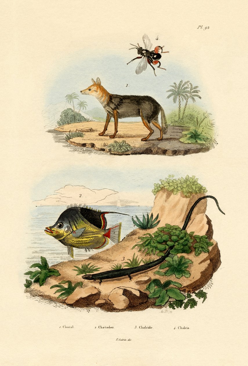 黑背豺，1833-39 作者 法语学校