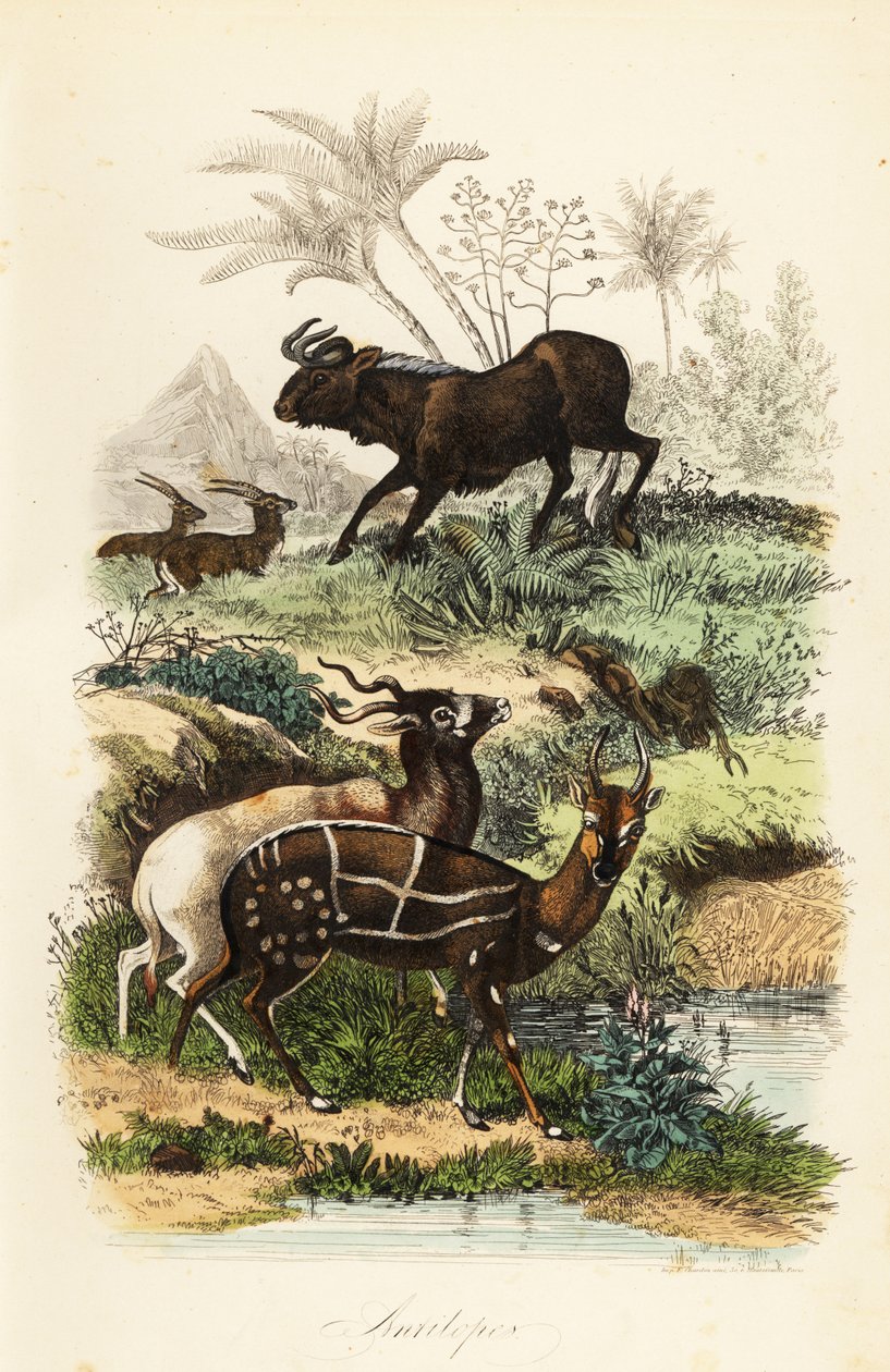 黑角马、Connochaetes gnou、极度濒危的 addax 或螺丝角羚羊、Addax nasomaculatus 和驯服的丛林羚羊或 kewel、Tragelaphus scriptus 作者 法语学校