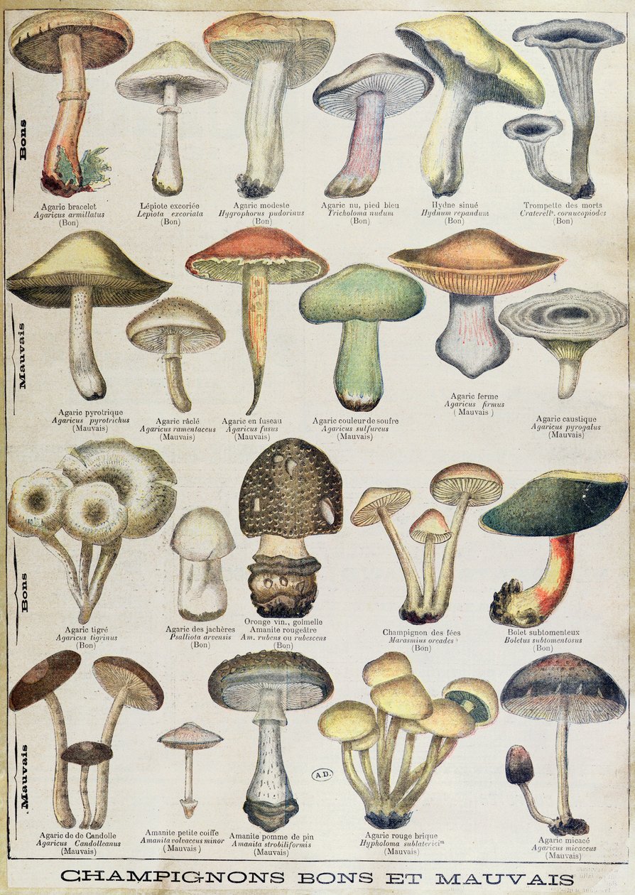 描绘“好蘑菇和坏蘑菇”的植物盘，约 1900 年（彩色平版印刷） 作者 法语学校