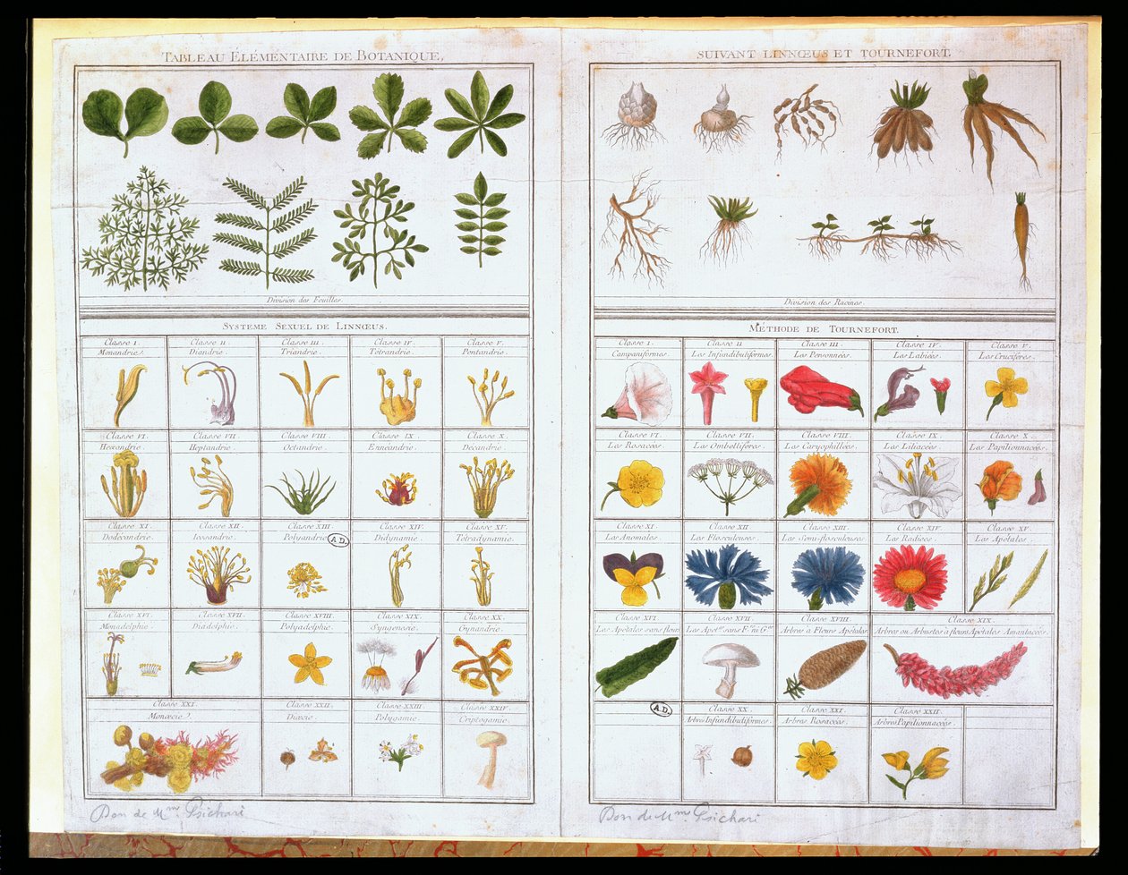 Carl von Linne（1707-78）和Joseph Pitton de Tournefort（1656-1708）之后的植物表，18世纪晚期（彩色雕刻） 作者 法语学校