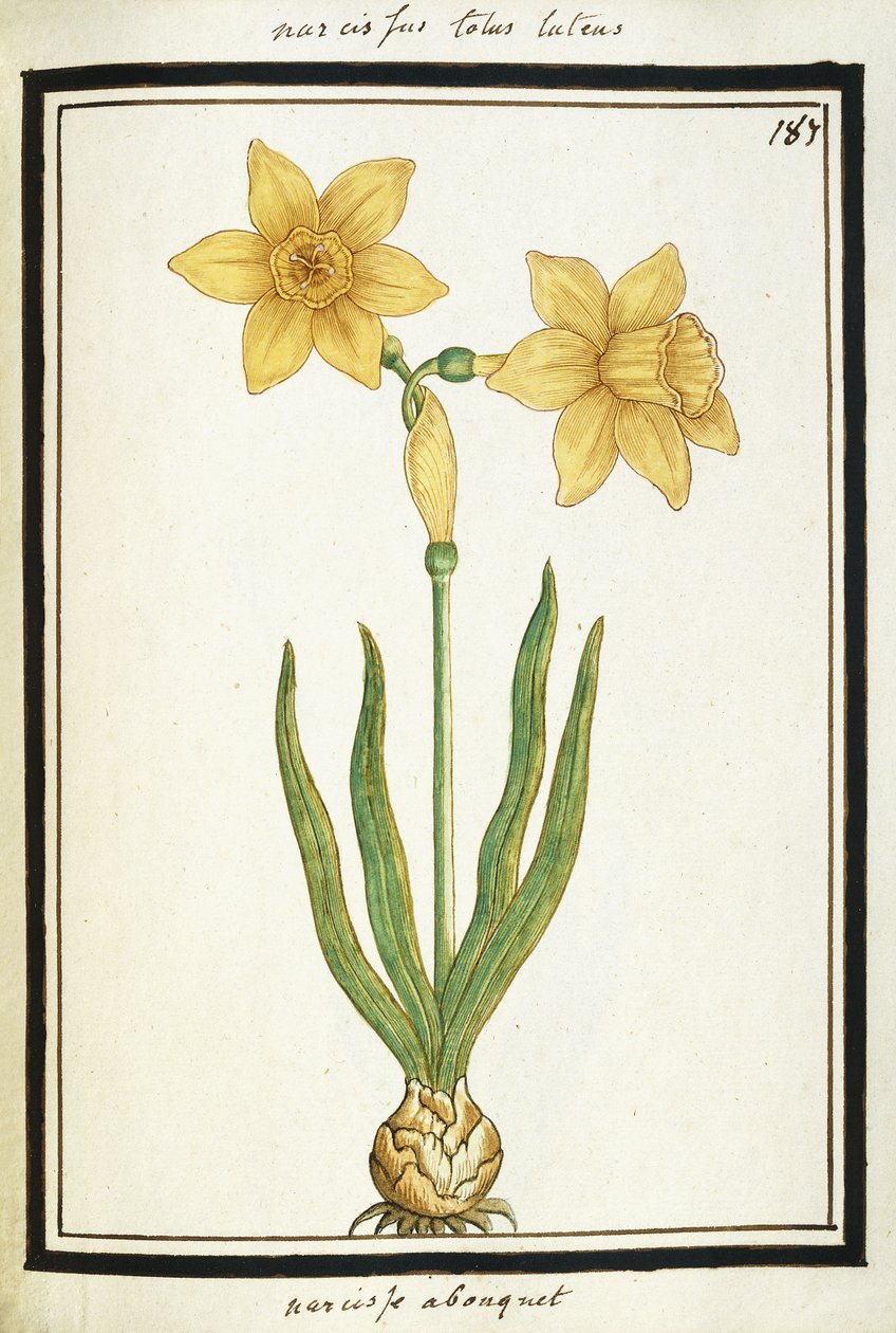 花束水仙，约1700年（水彩画，黑色框） 作者 法语学校