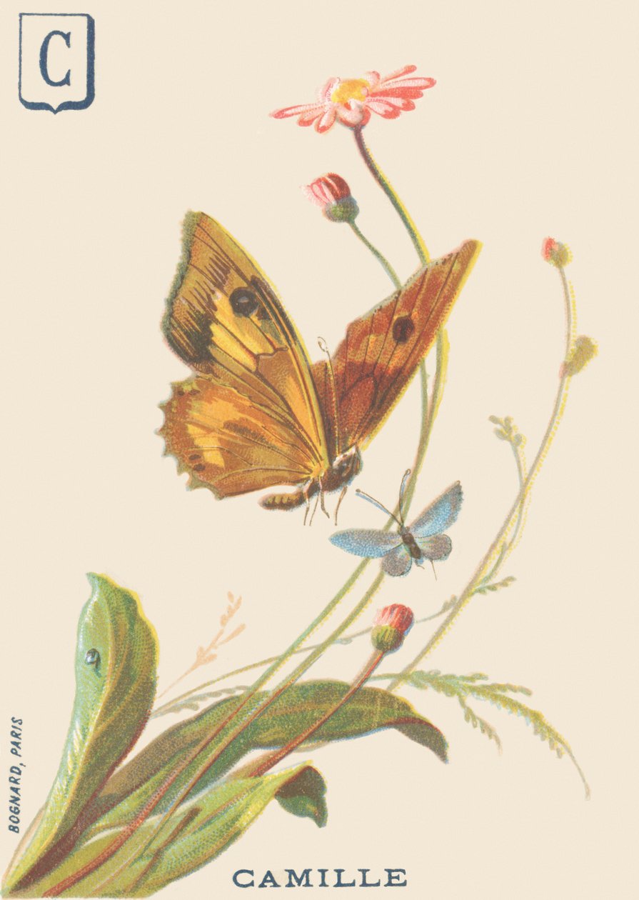 C: Camille 作者 法语学校
