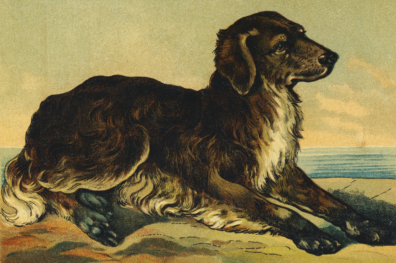 C as Dog 作者 法语学校