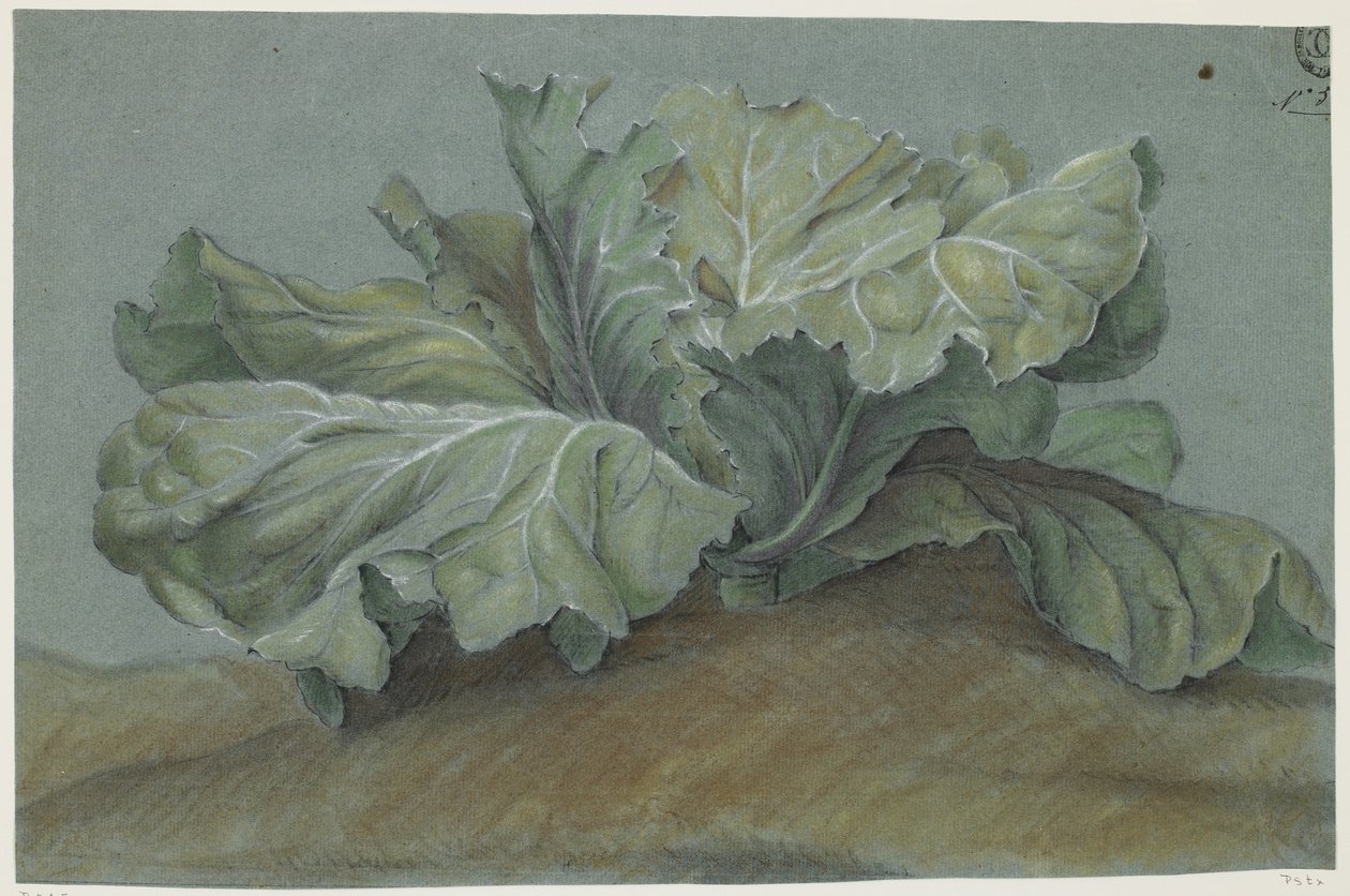 白菜植物（粉笔在纸上） 作者 法语学校
