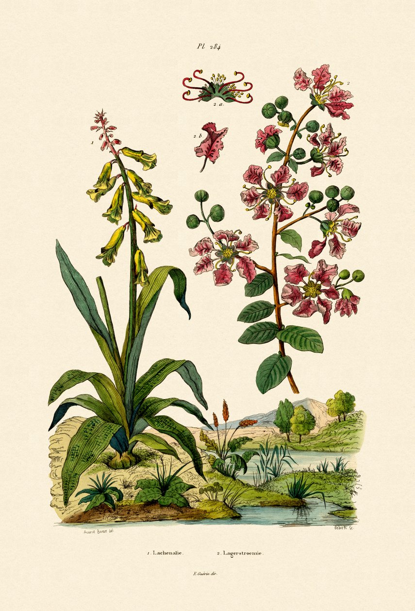 Cape Cowslip，1833-39 作者 法语学校