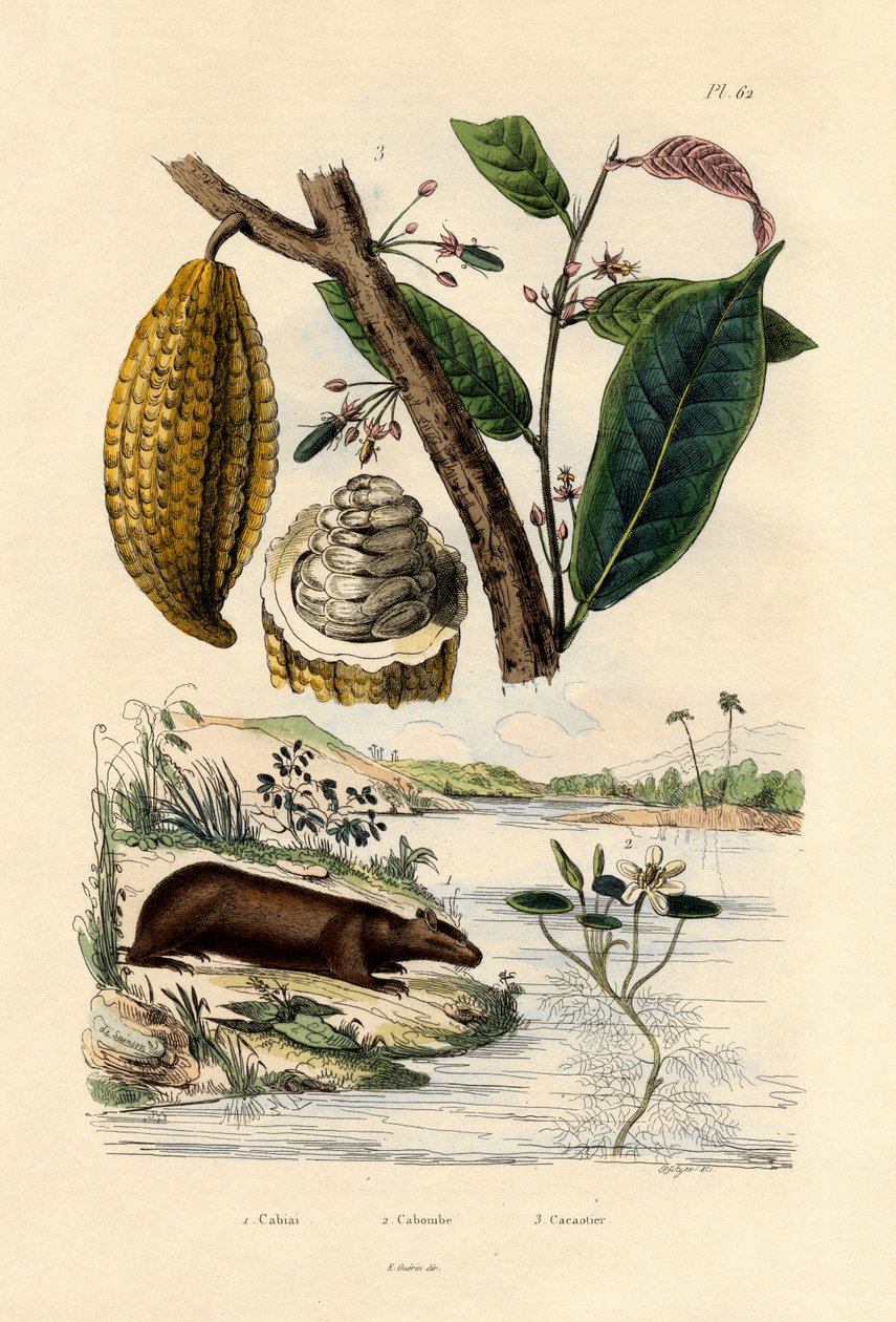 Capybara，1833-39 作者 法语学校