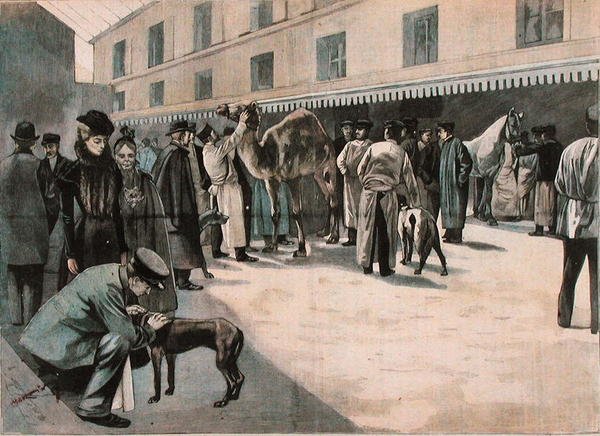 在阿尔福特国家兽医学院护理骆驼，约1898-99年（彩色雕刻）。 作者 法语学校