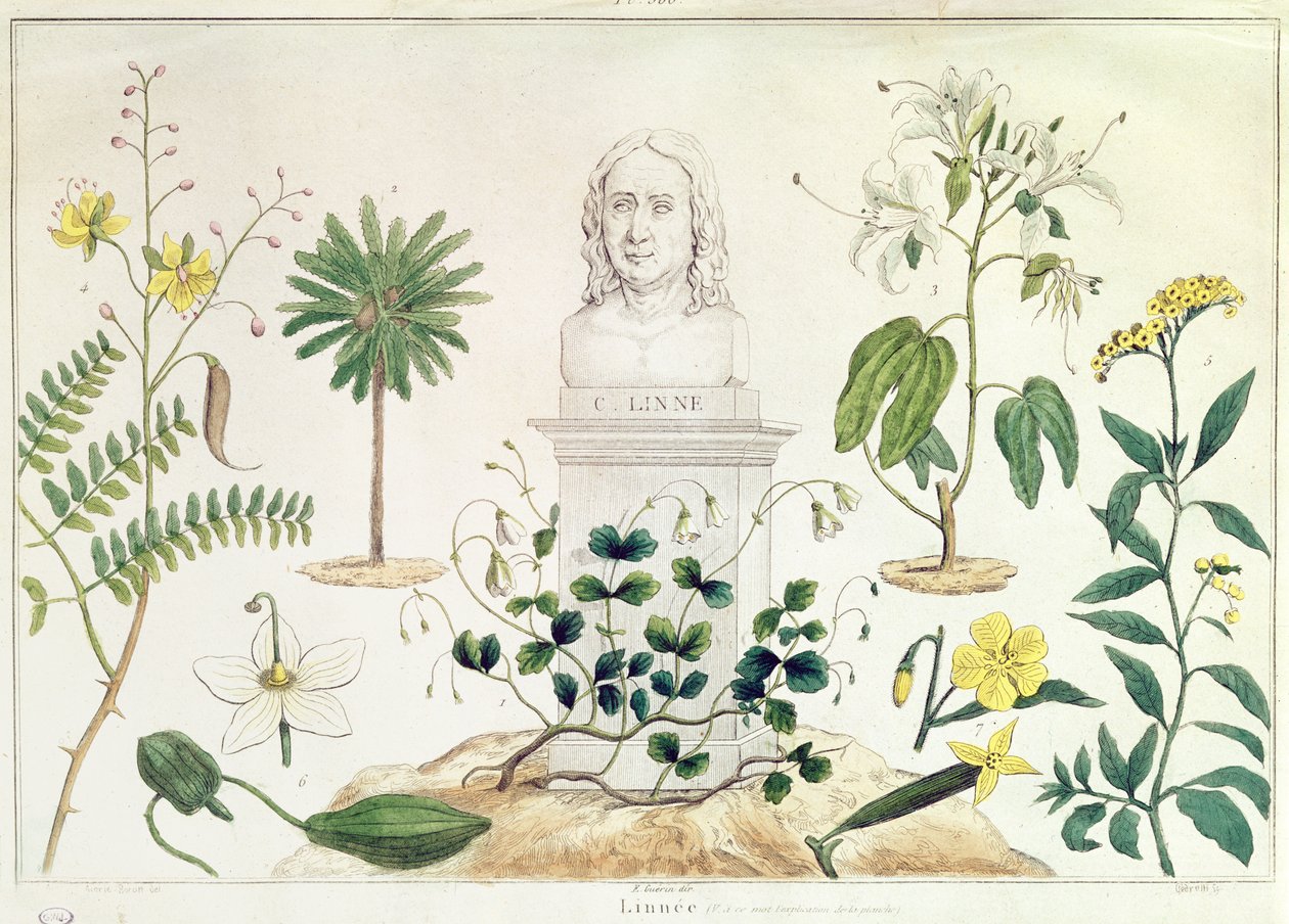 Carolus Linnaeus（1707-78）被他分类的一些植物包围（彩色雕刻） 作者 法语学校