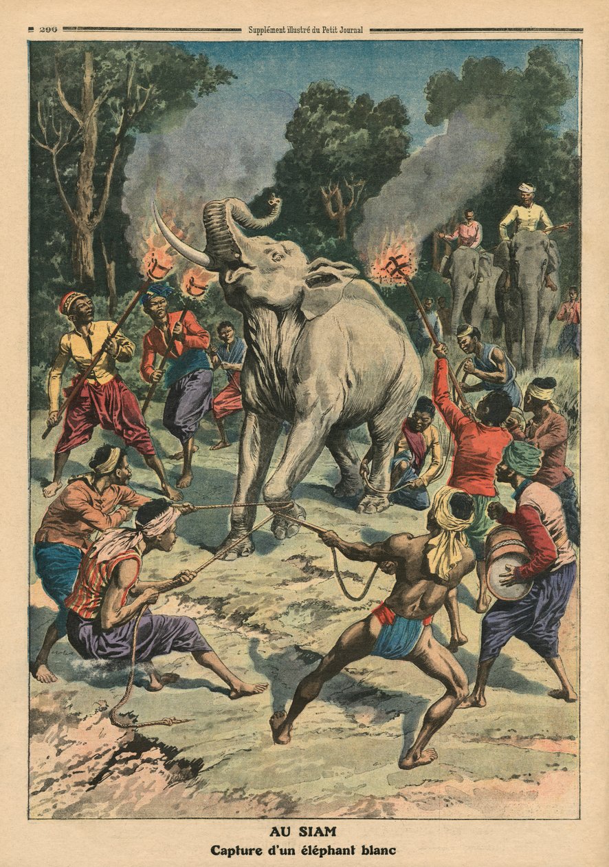 在暹罗捕捉一头白色大象，插图来自&39;Le Petit Journal&39;，补充illustre，1911年9月10日（彩色光刻） 作者 法语学校