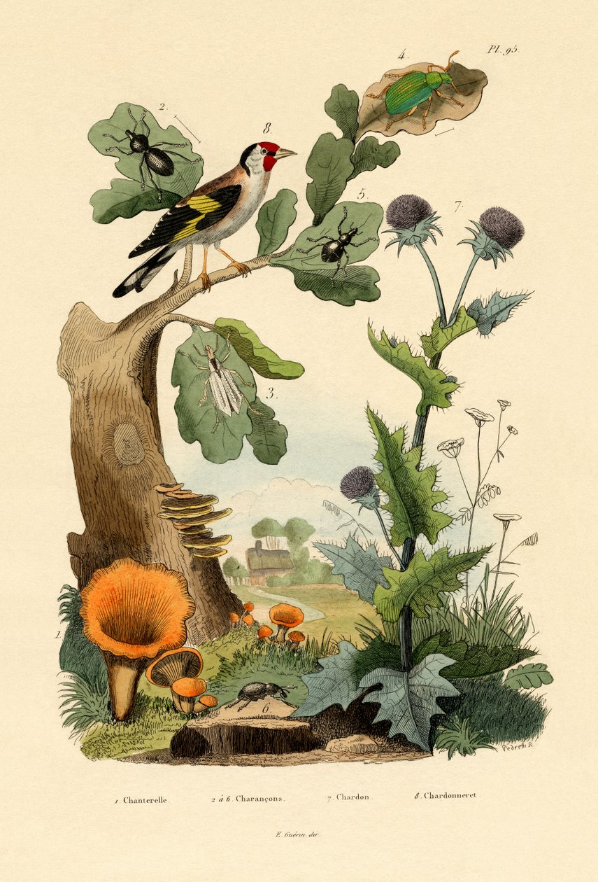 Chanterelle，1833-39 作者 法语学校
