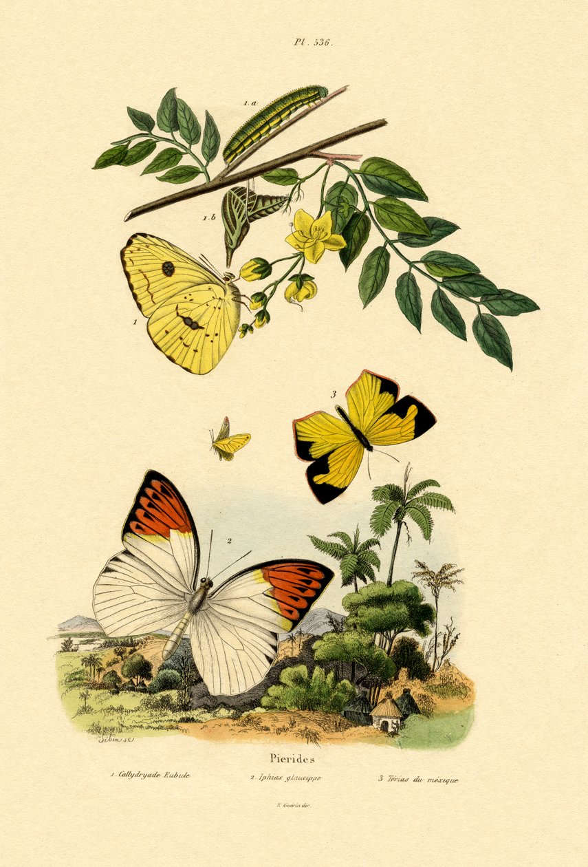 无云硫磺，1833-39 作者 法语学校