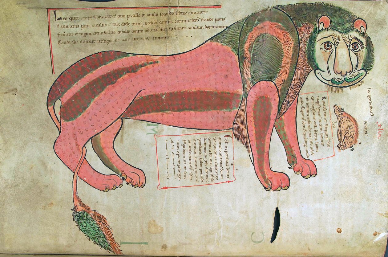 鳕鱼。 Guelf。 1 Gud。 LAT。 （37v），狮子和猪，来自Liber Floridus by Lambert de Saint-Omer c.1120 作者 法语学校