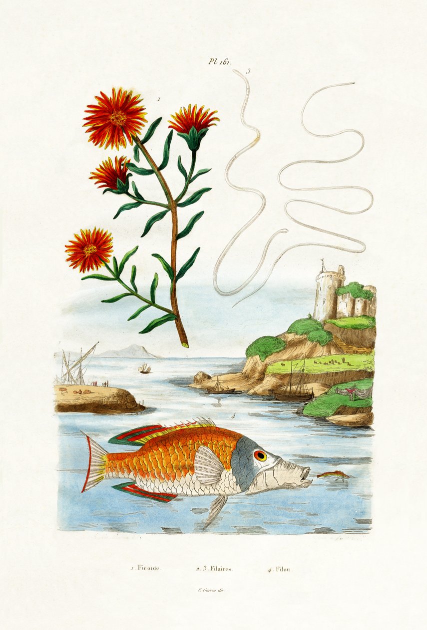 Coppers Hardy Ice Plant，1833-39 作者 法语学校