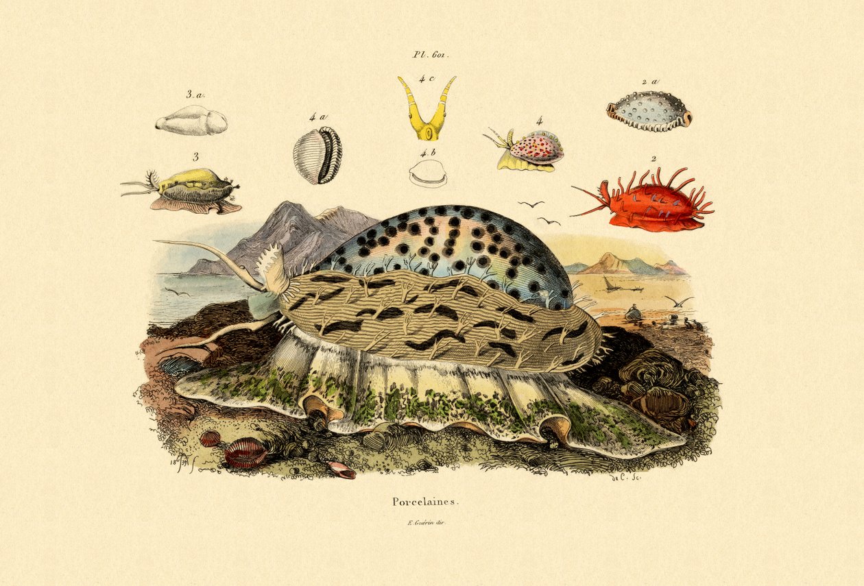 Cowrie Shells，1833-39 作者 法语学校