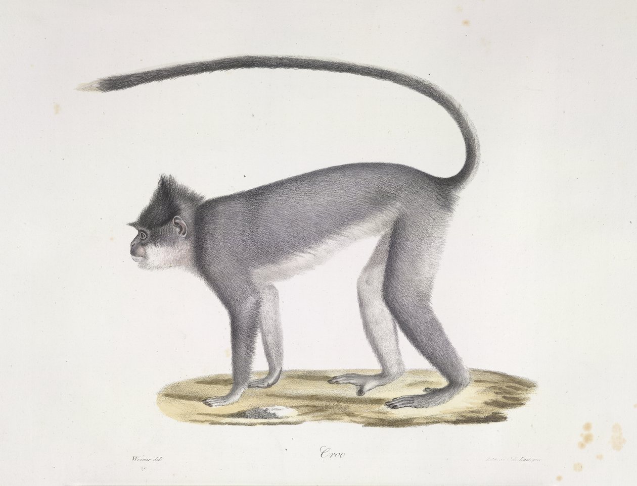 Croo.一只猴子，选自《哺乳动物的自然史》（彩色石版画） 作者 法语学校