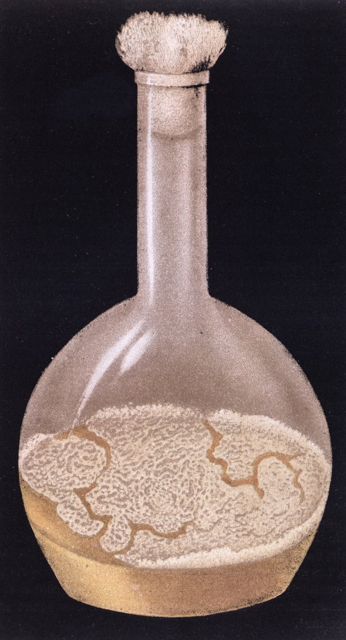 人类结核病的培养，来自La Tuberculose et son Bacile，Isidore Strauss（1845-96）1895 作者 法语学校