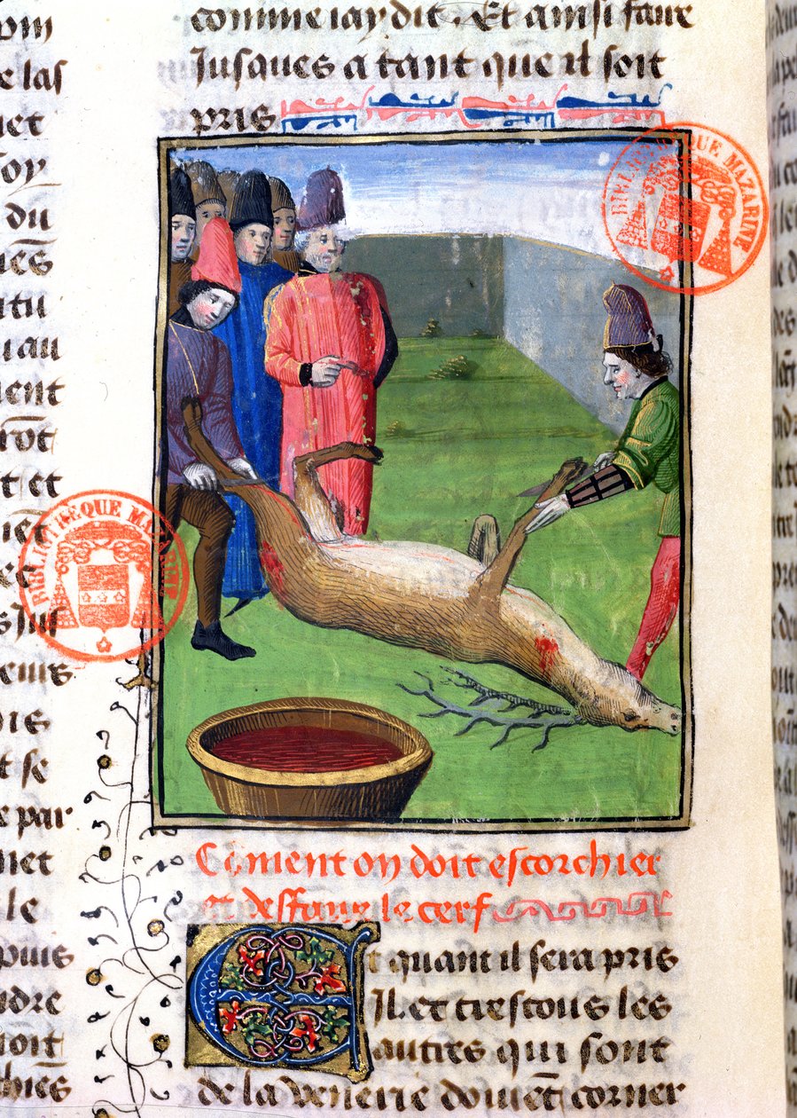 通过Gaston Phebus de Foix（1331-91）从Livre de la Chasse切割死雄鹿的腿 作者 法语学校