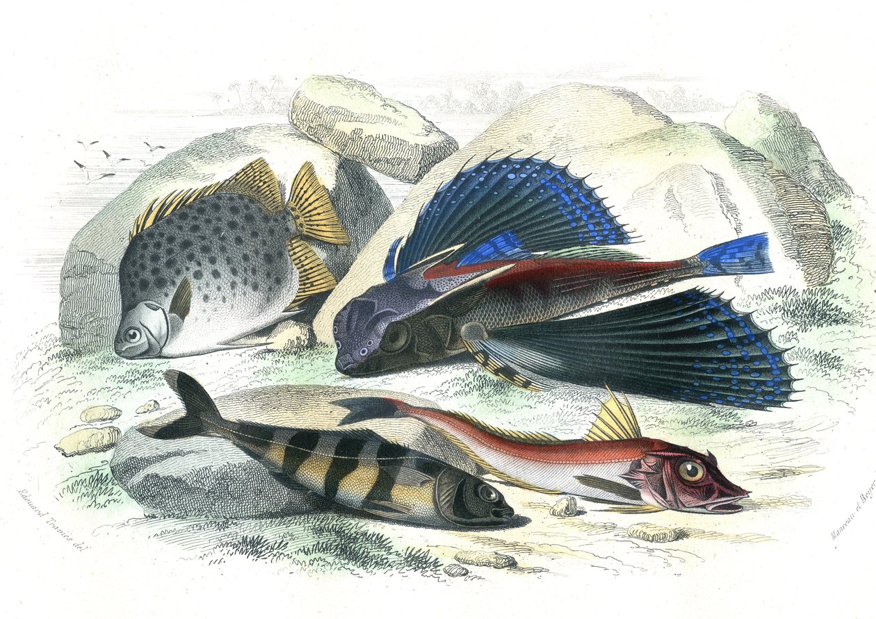 Dactyloptere pirapede (Dactylopterus pirapeda) 飞鱼、Chetodon argus (scatophagus argus)、centronote Pilote (echeneis naucrate)、Trigle Lyre (Genicanthus Melanospilos) - 从 Bernard Germain de Lacepede (1856-192) 的 Histoire Naturelle 中提取的板块 作者 法语学校