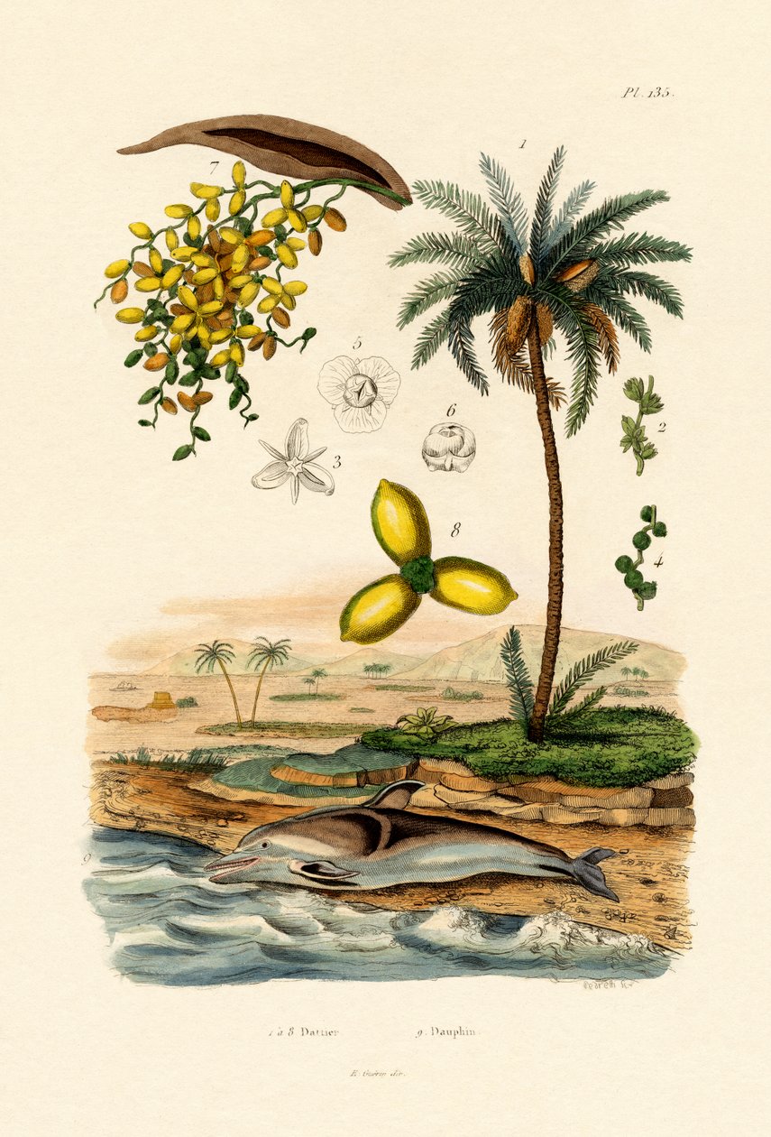 枣椰树，1833-39 作者 法语学校