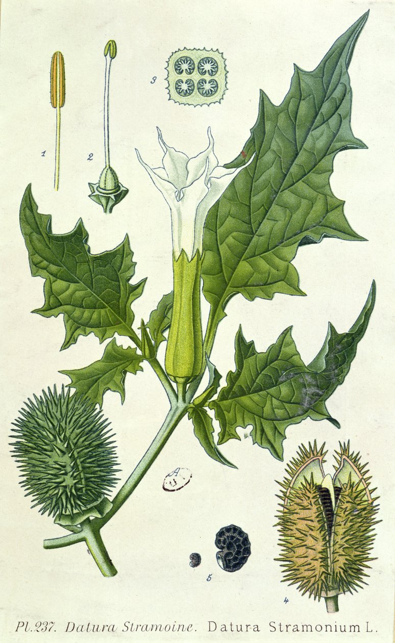 曼陀罗stramonium，植物板 作者 法语学校