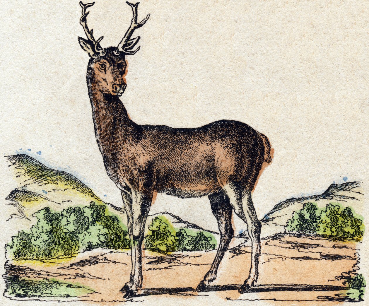 鹿。雕刻在 "Alphabet des animaux sauvages "中。第9辑。埃皮纳尔的意象，Pellerin，印刷商-出版商，约1870年。木头上的雕刻，钢印。16页。尺寸：20 x 15厘米。私人收藏 作者 法语学校