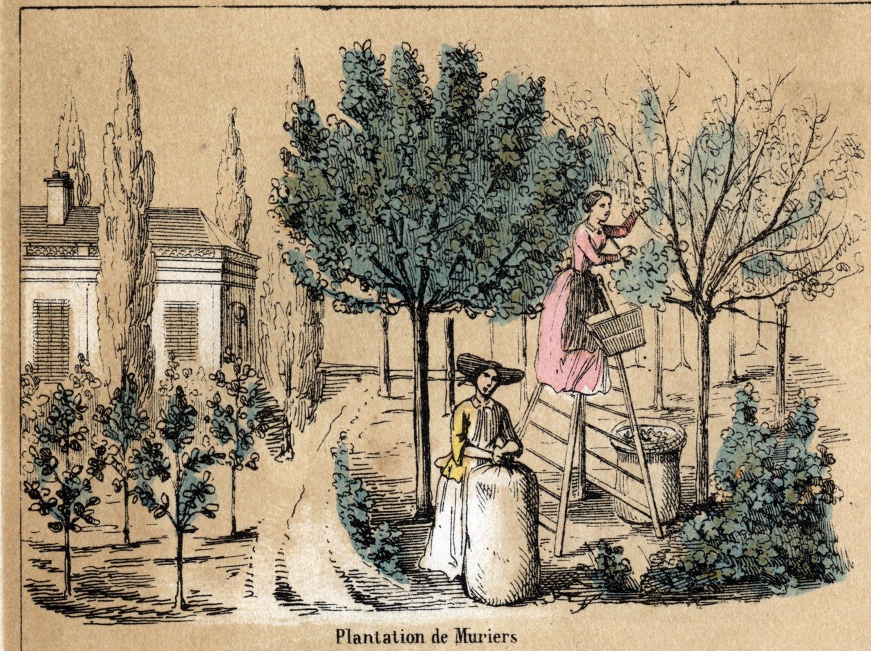 作物和丝绸产品的描述：种植Muriers。Jules DELBRUCK创作的 "les Recreations instructives "中的 "la soie "板块，1860年的雕刻。私人收藏。 作者 法语学校