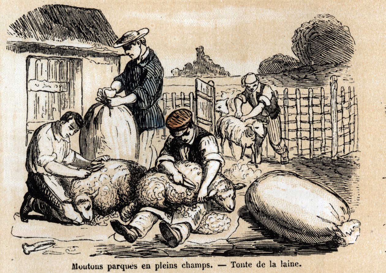 描述羊的各种用途和产品：切羊。Jules DELBRUCK创作的 "les Recreations instructives "中的 "Les moutons "板块，1860年的雕刻。私人收藏。 作者 法语学校