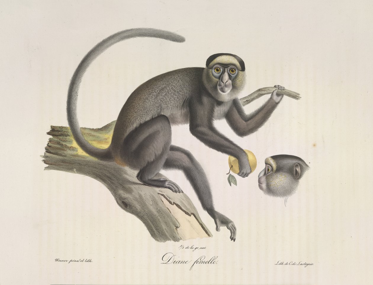 Diane femelle，一只雌猴，选自《哺乳动物的自然史》（彩色石版画）。 作者 法语学校