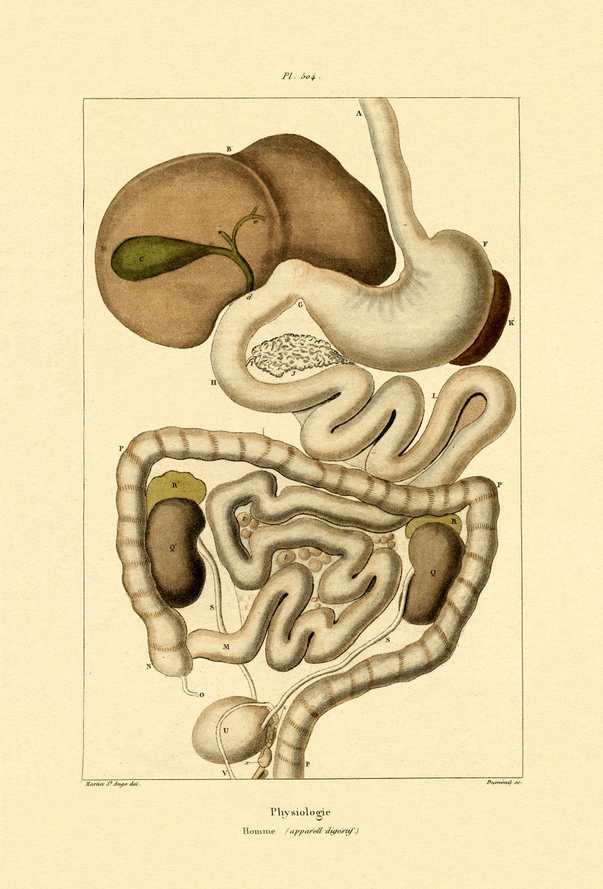 消化系统，1833-39 作者 法语学校