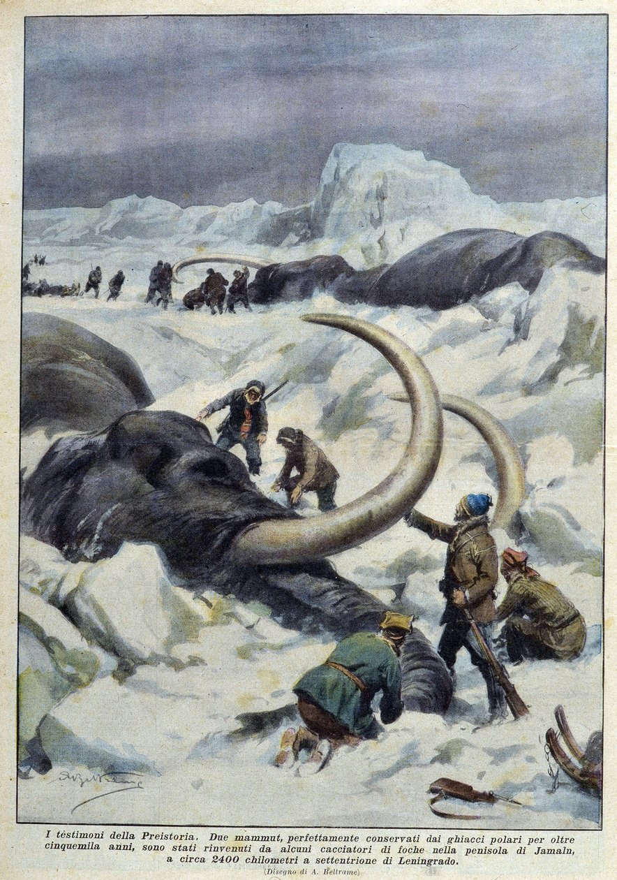 Discovery of prehistoric mammoths caught in polar ice, deb. 20th century 作者 法语学校