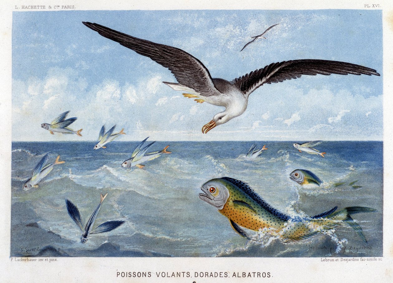 Dorades、Pisces volants、Albatros - 见 Alfred Fredol 编著的《海洋世界》，巴黎，Hachette 出版社。 作者 法语学校