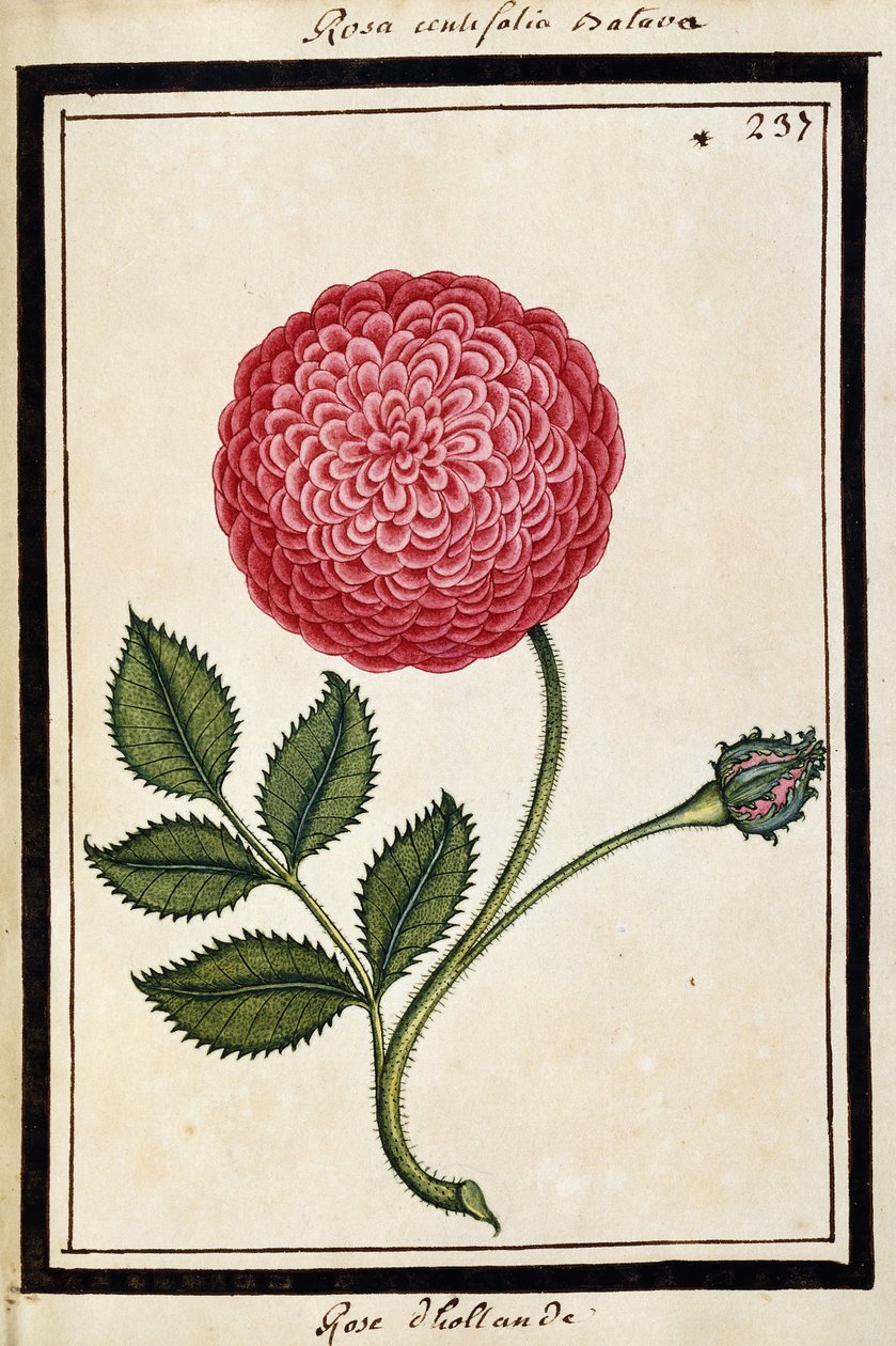 荷兰玫瑰，约1700年（水彩画，黑色框） 作者 法语学校