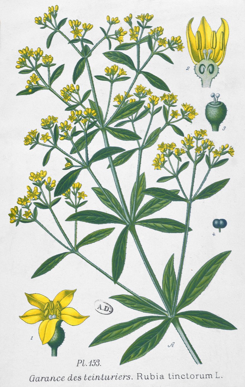 Dyers Madder（Rubia Tinctorum） 作者 法语学校