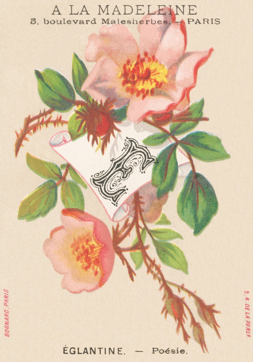 E：Eglantine-诗歌 作者 法语学校